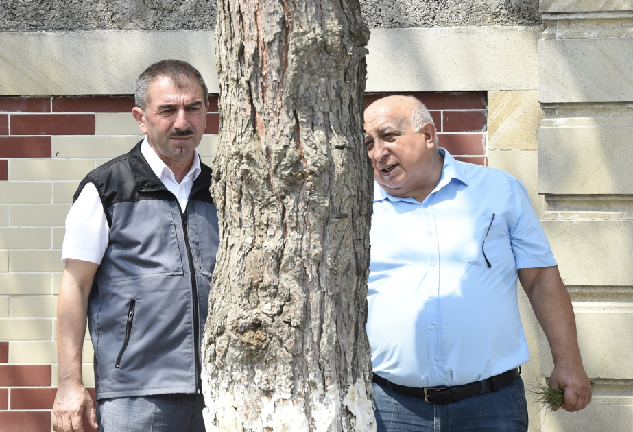 Aran bölgələrində ağaclarda zərərvericilərin kütləvi yayılmasının intensivliyi daha yüksəkdir