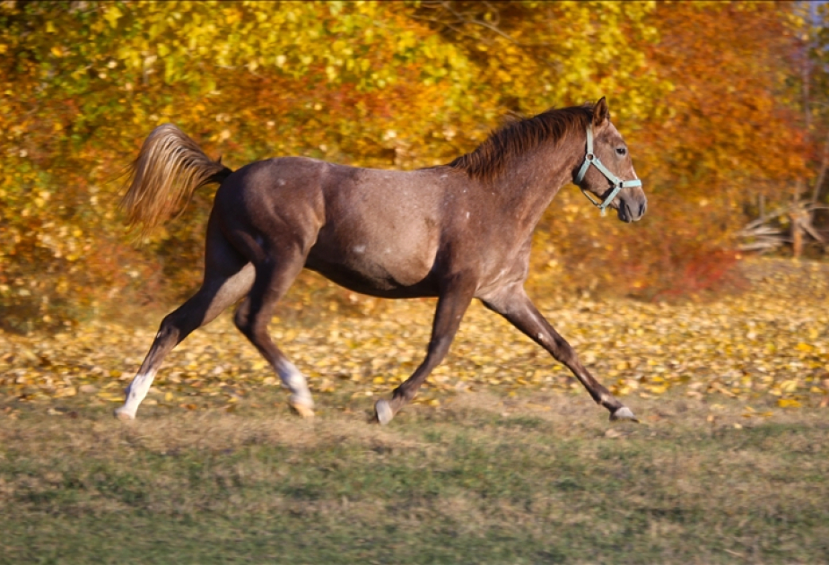 Horses prove smarter than expected in complex game: Study