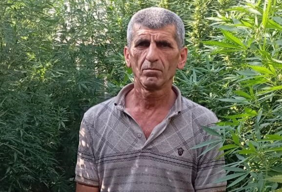 Siyəzəndə çətənə kolları və marixuana aşkarlanıb