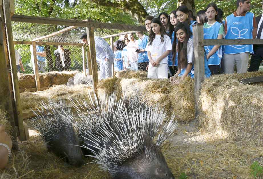 Rare animals released back into the wild in Ismayilli section of Shahdag National Park