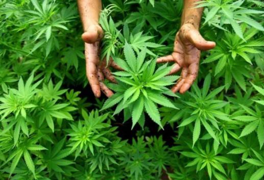 Morocco to legalize cannabis for health purposes