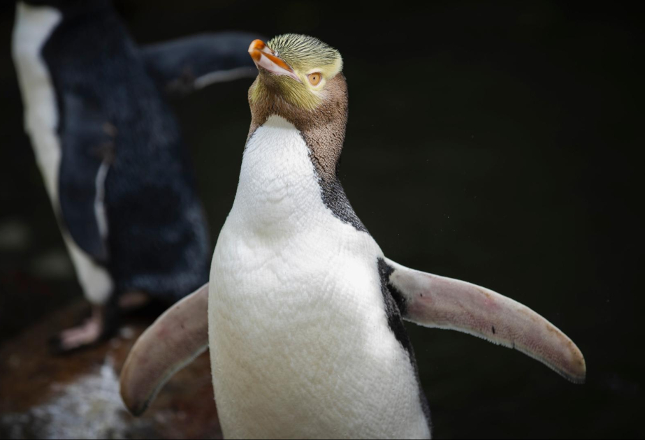 Hoiho zum Vogel des Jahres in Neuseeland gekürt
