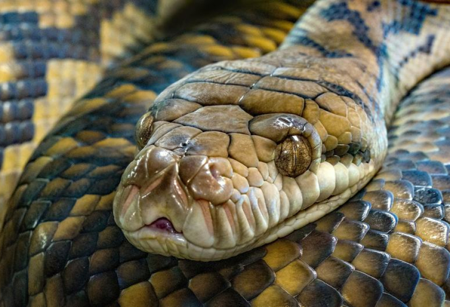 OMS : Un décès par morsure de serpent toutes les 4 à 6 minutes dans le monde