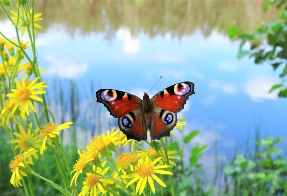 ‘Butterfly emergency’ declared as UK summer count hits record low