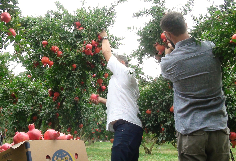 Sabirabadın nar bağlarında bol məhsul var, fermerlər ixrac barədə düşünürlər -  reportaj