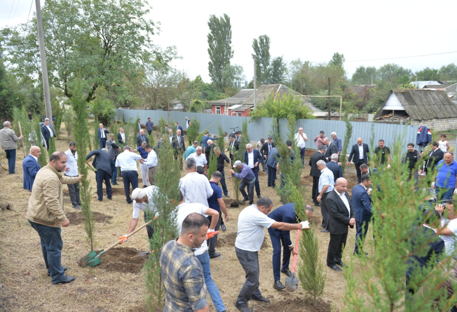Lənkəranda ağacəkmə aksiyası keçirilib