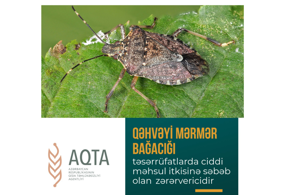 Qəhvəyi mərmər bağacığı ilə mübarizə tədbirləri necə aparılmalıdır?