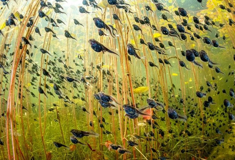 Объявлены победители фотоконкурса Wildlife Photographer of the Year 2024