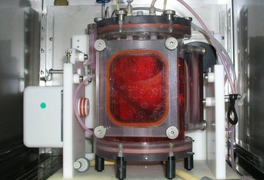 Qaraciyər toxumasını inkişaf etdirən qurğu hazırlanıb