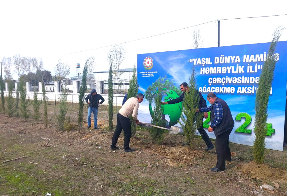 Göyçayda ağacəkmə aksiyası davam edir