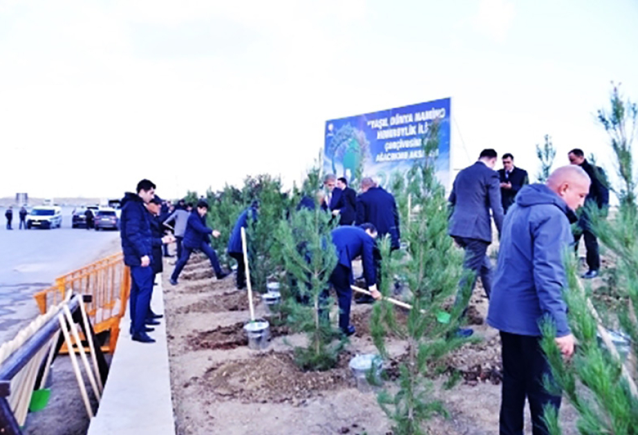 Bakı-Ələt magistralının kənarındakı boş ərazidə növbəti ağacəkmə aksiyası təşkil edilib