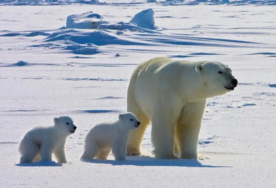 Polar bears are being exposed to more pathogens as the climate warms