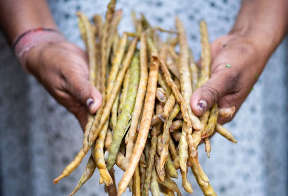 Sécheresse ou inondation ? La résilience du haricot « Guajiro »