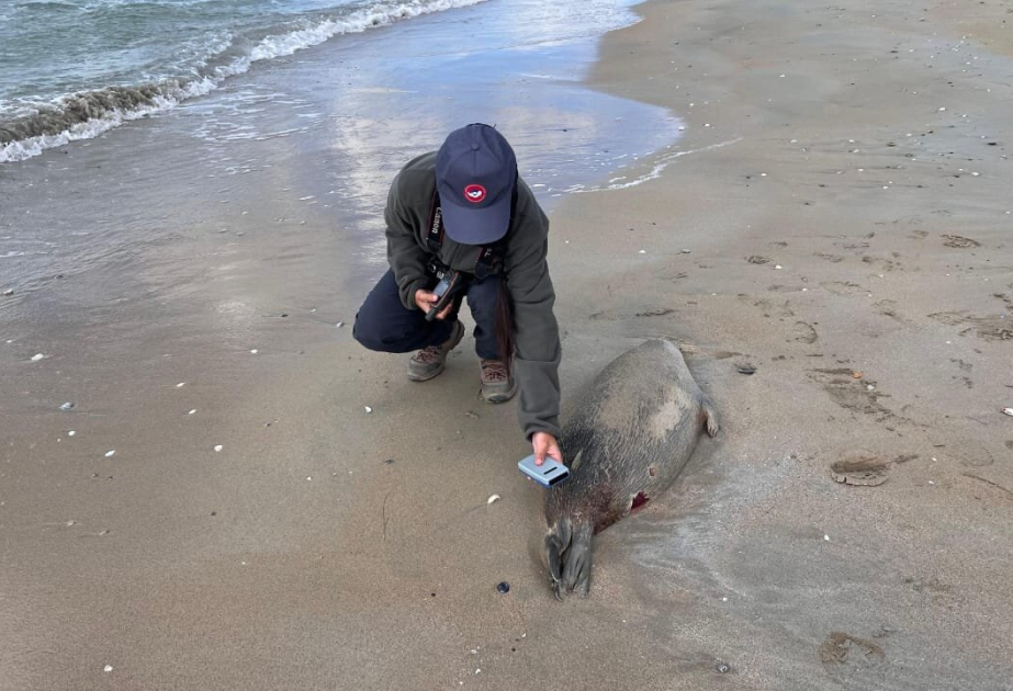 Number of dead seals rises to around 300 along Caspian coastline in Mangistau