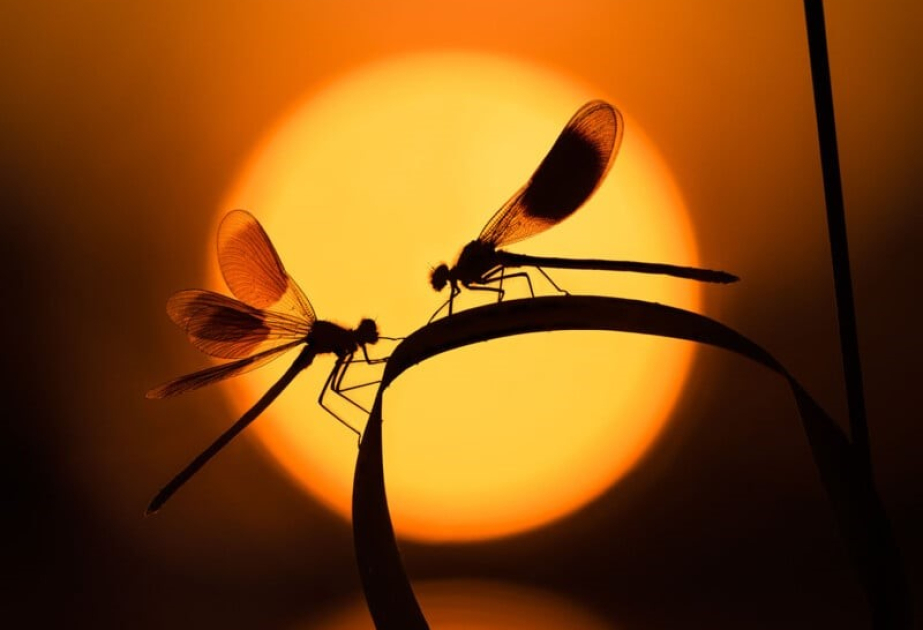 Лучшие снимки из шорт-листа конкурса Close Up Photographer of the Year