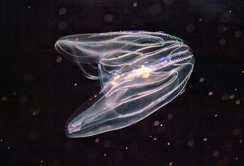 Young again: study shows that comb jellies can age in reverse