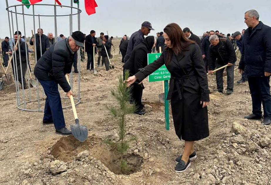 Beyləqanda keçirilən aksiyada 9900 ədəd ağac tingi əkilib