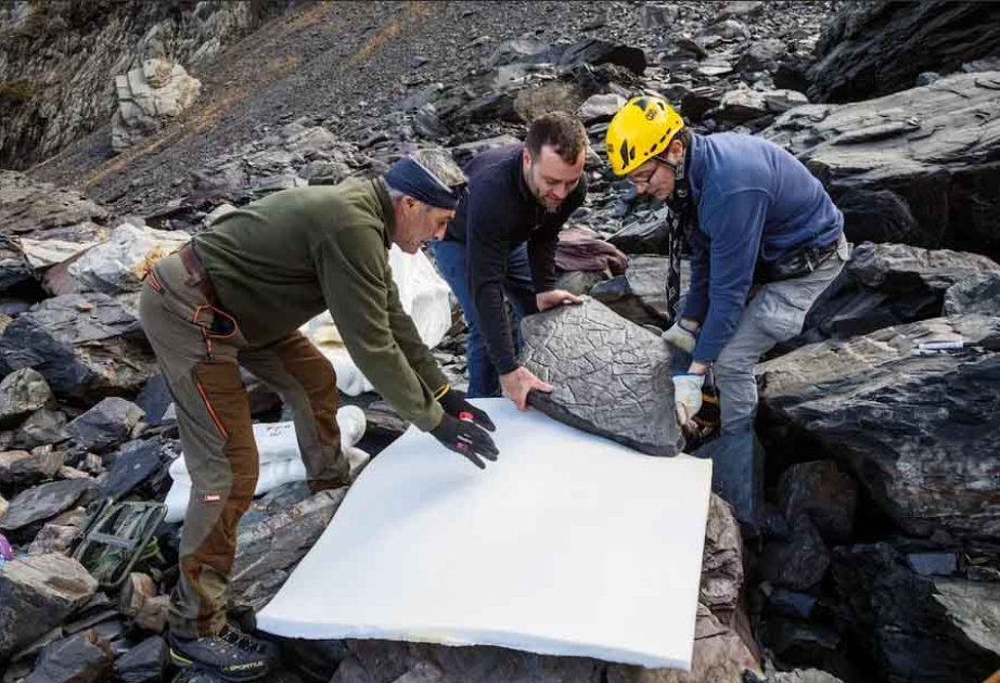 Prehistoric fossil ecosystem found in Valtellina