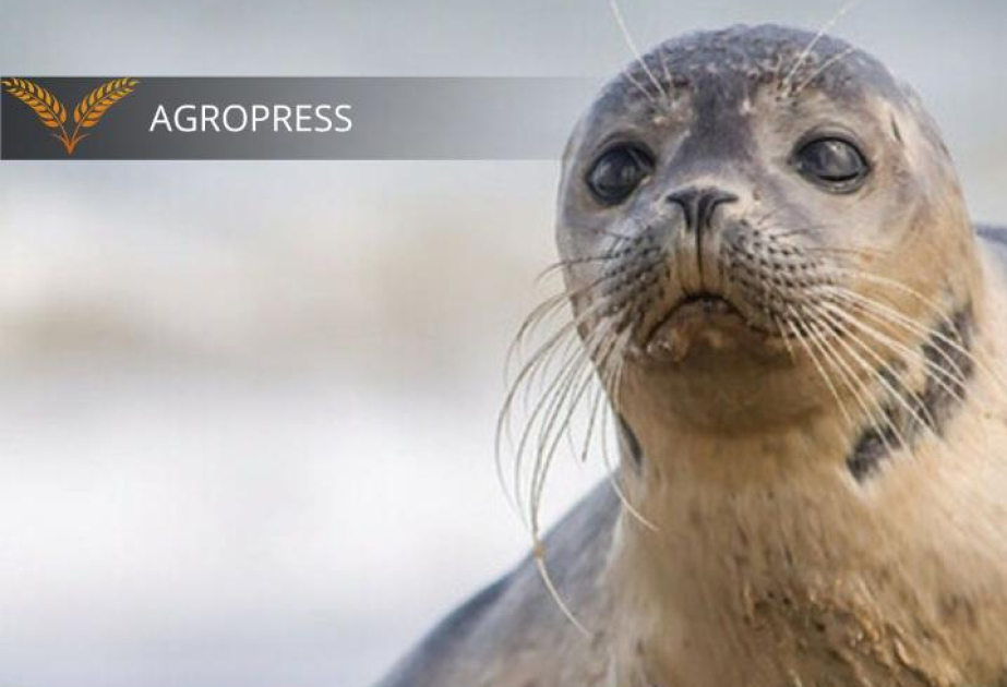 Kazakh agriculture ministry reveals preliminary cause of seal deaths, as death toll surpasses 1,000