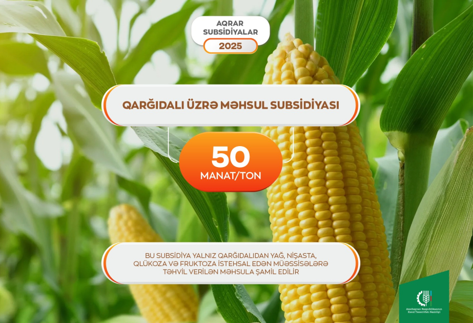 Qarğıdalı əkinlərinə dövlət dəstəyi - Fermerlərə əkin subsidiyası ilə yanaşı, məhsul subsidiyası da veriləcək
