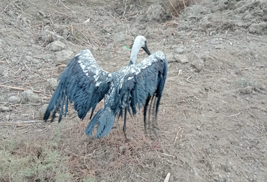 Salyan sakini bataqlıqda qalan leyləyi xilas edib
