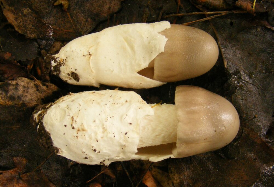 Bulgarian scientists discover new species of Amanita mushrooms in Sofia