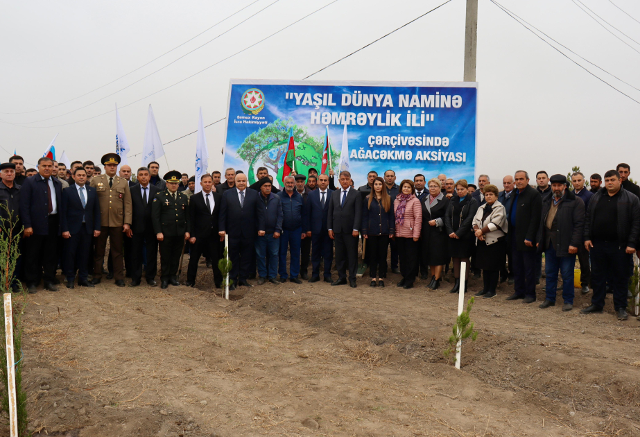Samuxda 2000 ədəd müxtəlif növ həmişəyaşıl ağac əkilib