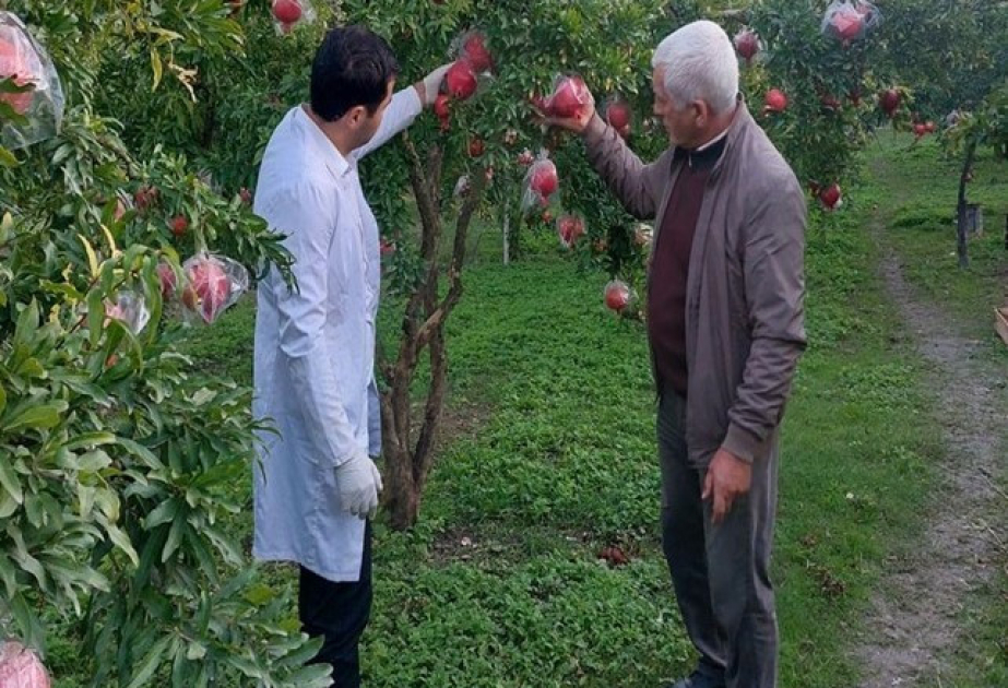 Meyvə bağlarında fitosanitar monitorinqlər aparılıb
