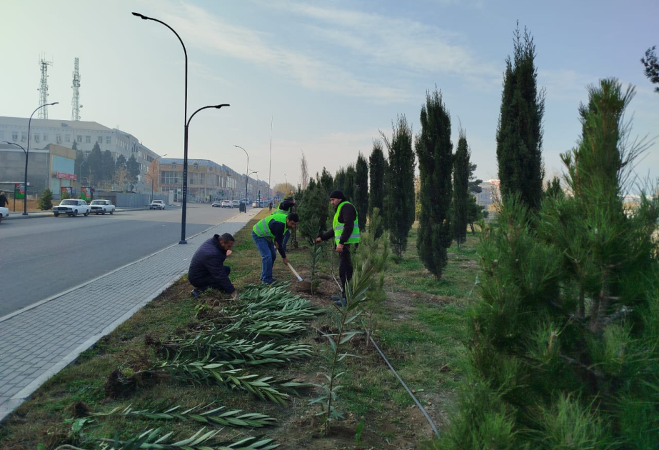 Gəncədə ağacəkmə aksiyası və iməcilik keçirilib