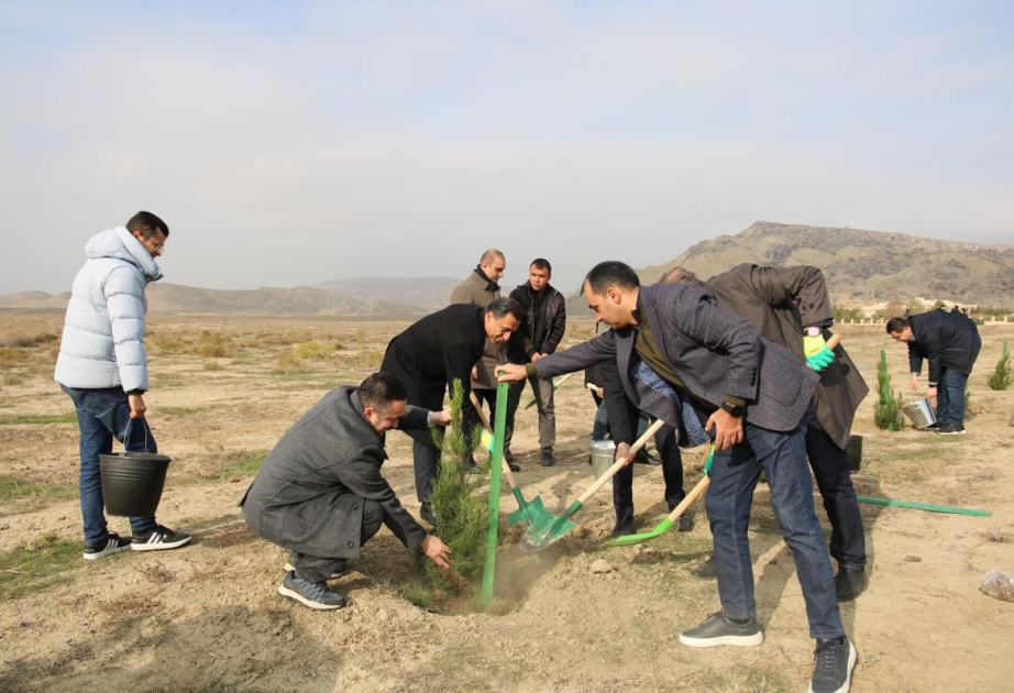 Mədəniyyət Nazirliyi Qobustan qoruğunda yaşıllaşdırma aksiyası keçirib