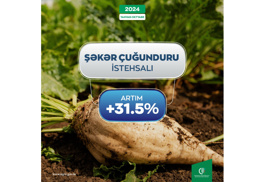 Yanvar-oktyabr aylarında şəkər çuğundurunun istehsalında 31,5 faiz artım qeydə alınıb