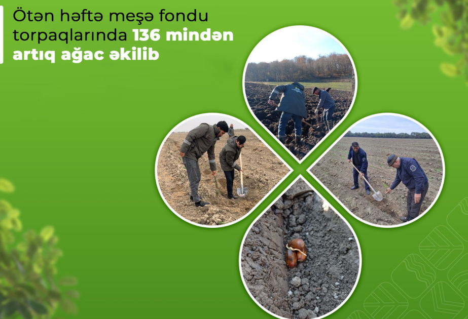 Ötən həftə meşə fondu torpaqlarında 136 mindən artıq ağac əkilib
