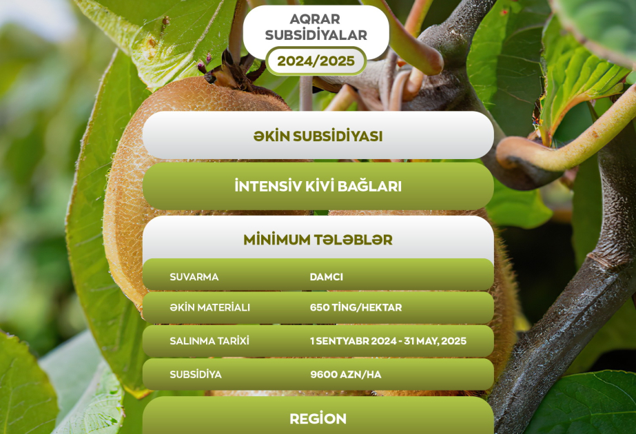 İntensiv kivi bağlarının salınmasına görə hər hektara 9600 manat əkin subsidiyası veriləcək