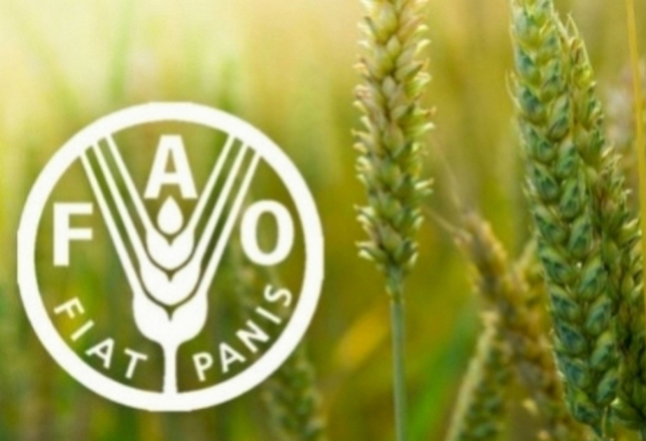 FAO : Les prix des denrées alimentaires dans le monde sont repartis à la hausse en novembre