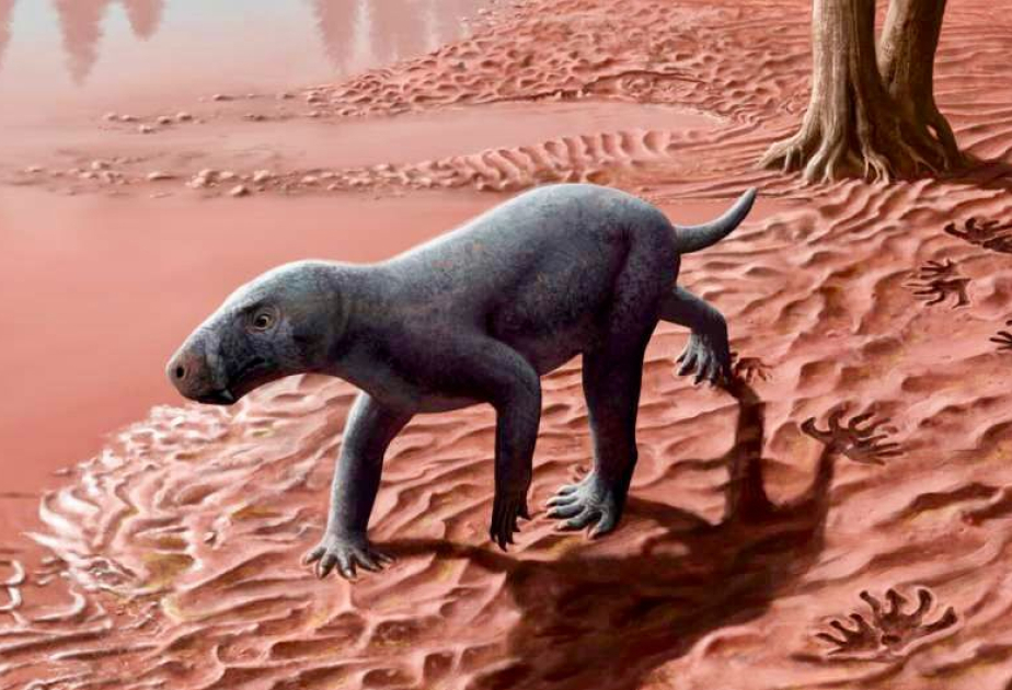 Earliest known mammal ancestors discovered on Spanish island of Mallorca