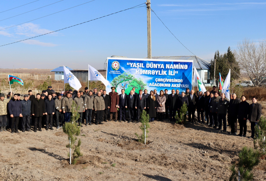 Samuxda 3000 ədəd Eldar şamı, Xan çinarı və sərv ağacı əkilib