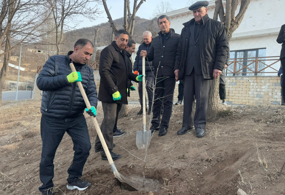 Laçında növbəti ağacəkmə aksiyası keçirilib