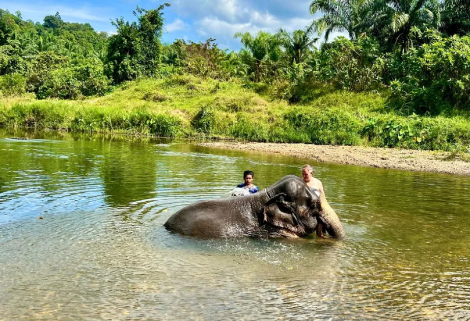 Elefant tötet 22-jährige Touristin in Thailand