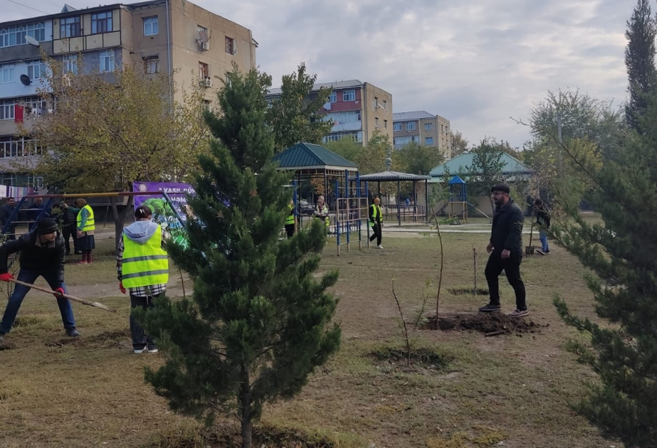 Mingəçevirdə il ərzində 29 mindən çox ağac əkilib