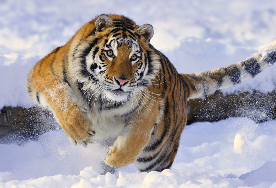 Amur tiger kills man in Russia's Far East
