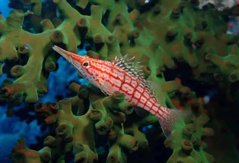 Объявлены победители конкурса подводной фотографии Ocean Art