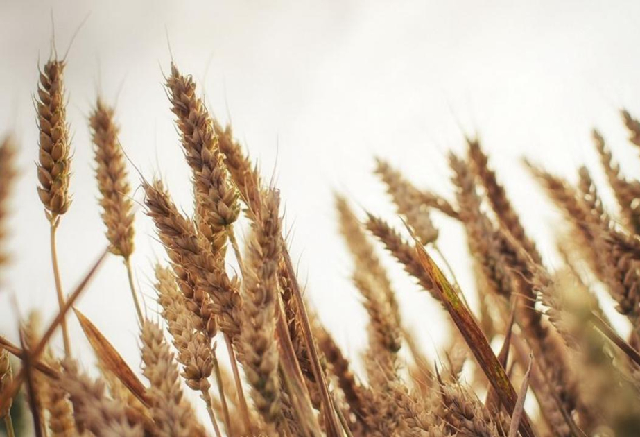 En 2024, l’Azerbaïdjan a importé 211 000 tonnes de blé du Kazakhstan