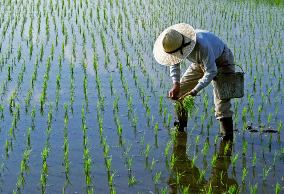 Japanese gov't to release 210,000 tons of rice reserves