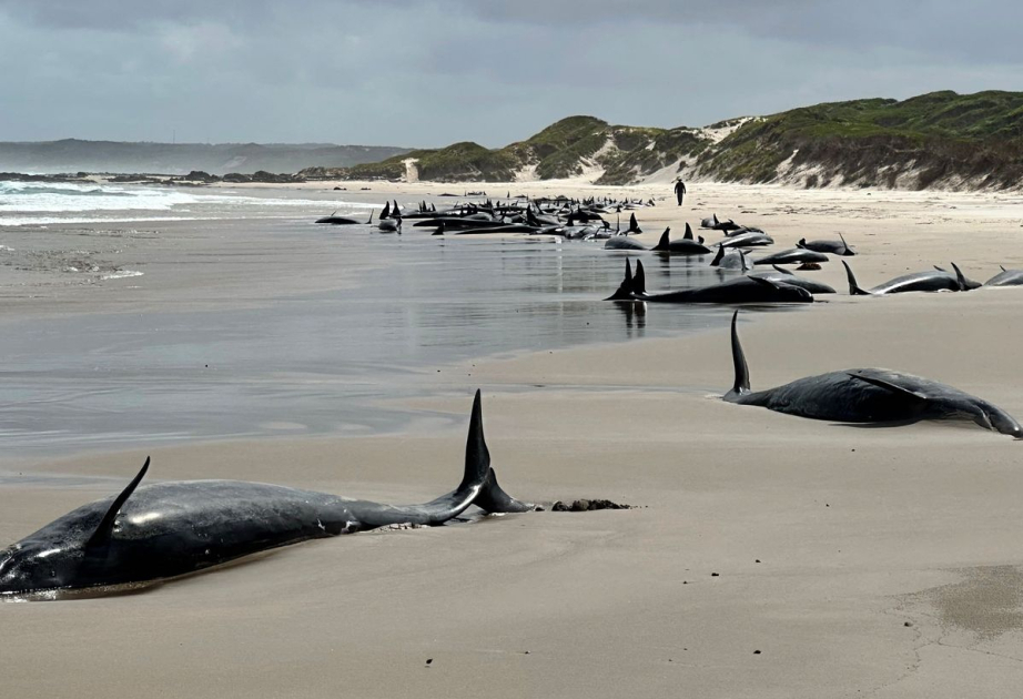 Australie : Plus de 150 fausses orques échouées sur une plage de Tasmanie