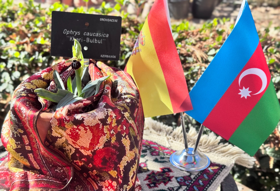 В Мадриде расцвел «Хары бюльбюль»