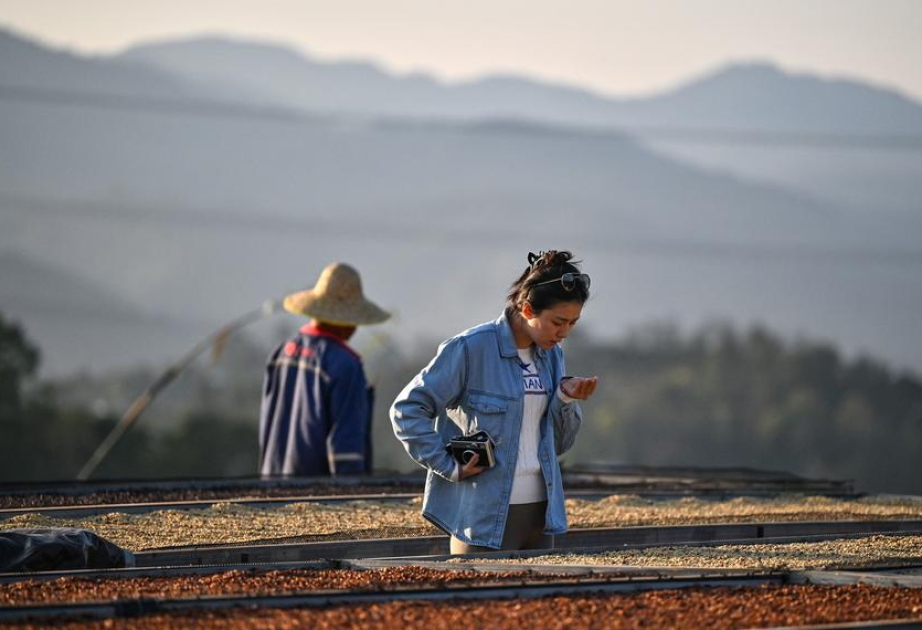 Chinas führende kaffeeproduzierende Provinz verzeichnet 2024 starken Anstieg der Kaffeeexporte