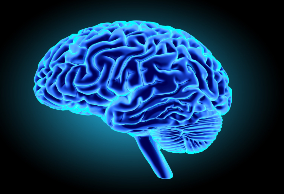 Changes in brain’s ‘sugar shield’ could be key to understanding effects of aging