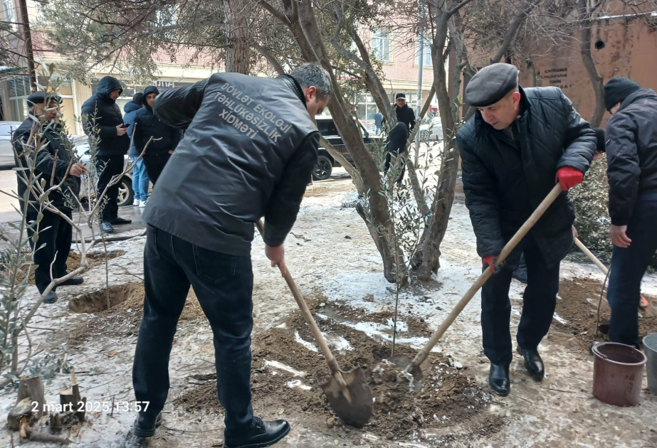 Binəqədidə ağac kəsimi ilə bağlı qanun pozuntusu aşkarlanıb, ərazidə yeni ağaclar əkilib
