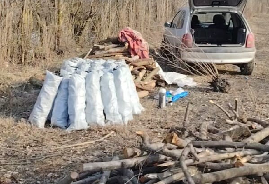 Qanunsuz yolla ağac kömürü istehsal edən quyular aşkar edilib