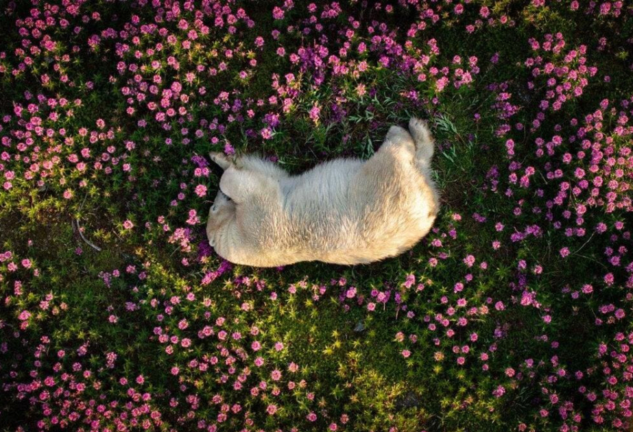 Снимок дремлющего среди цветов белого медведя победил на конкурсе Nature Photography Contest